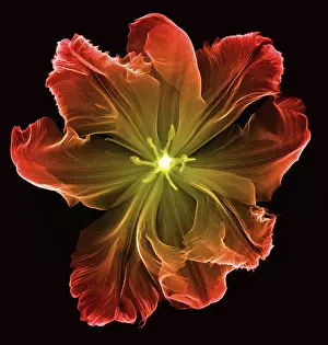 Nature Prints: X-Ray of a Tulip Flower