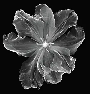 Monocot Prints: X-Ray of a Tulip Flower