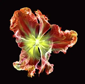 Nature Prints: X-Ray of a Tulip Flower
