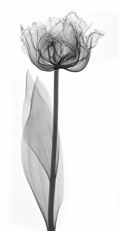 Flowering Prints: X-Ray of a Tulip Flower