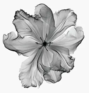 Flowering Prints: X-Ray of a Tulip Flower