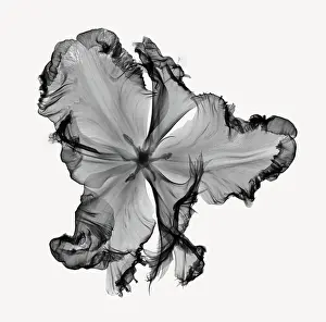 Botany Prints: X-Ray of a Tulip Flower