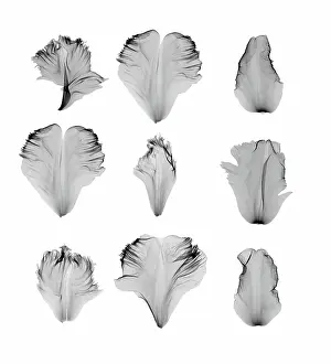 Nature Prints: X-Ray of Tulip Petals