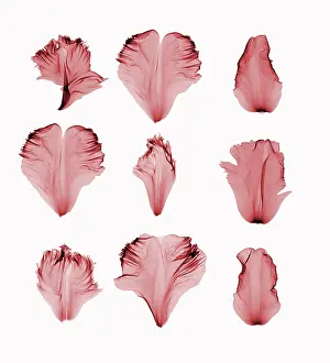 Monocot Prints: X-Ray of Tulip Petals
