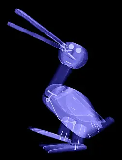 Object Prints: X-ray of a Wooden Duck Toy
