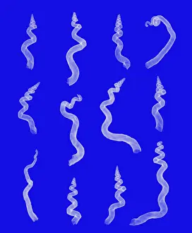 Zoology Prints: X-ray of worm shells