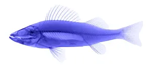 Sport Prints: An X-ray of Yellow Perch