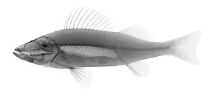 Sport Prints: An X-ray of Yellow Perch