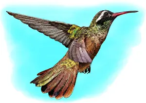 Animals Prints: Xantus's Hummingbird, Illustration