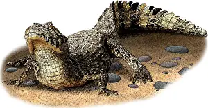 Crocodile Prints: Yacare Caiman