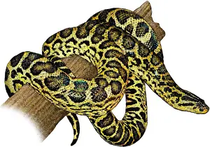 Brazil Prints: Yellow Anaconda