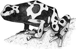 Arrow Prints: Yellow Banded Poison Dart Frog
