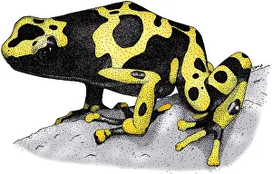 Arrow Prints: Yellow Banded Poison Dart Frog