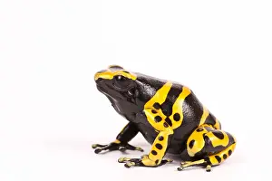 Captive Prints: Yellow-banded poison dart frog