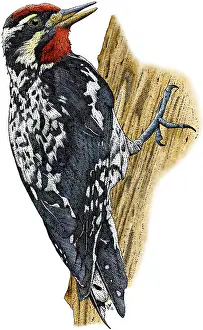 Woodpecker Prints: Yellow-bellied Sapsucker