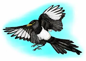 Flying Prints: Yellow billed magpie