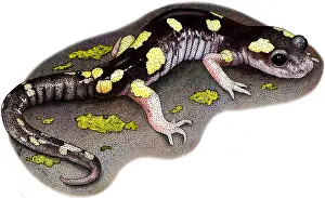 Eschscholtzii Prints: Yellow-blotched Ensatina