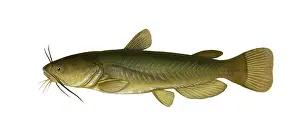 March Prints: Yellow Bullhead