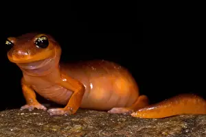 Development Prints: Yellow-eye Ensatina Salamander