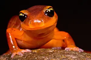 Development Prints: Yellow-eye Ensatina Salamander