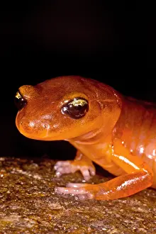 Development Prints: Yellow-eye Ensatina Salamander