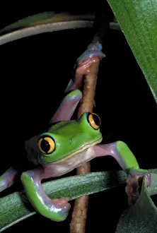 Blooded Prints: Yellow eye leaf frog