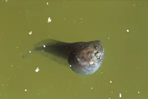 Stage Prints: Yellow-eye Leaf Frog Tadpole