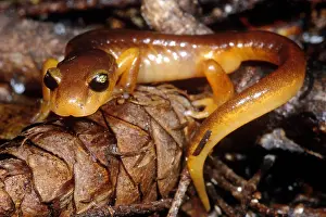 Yellow Prints: Yellow-eyed Ensatina