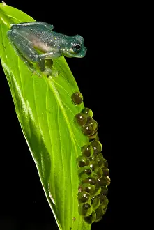 Central Prints: Yellow-flecked Glass Frog Guarding Eggs