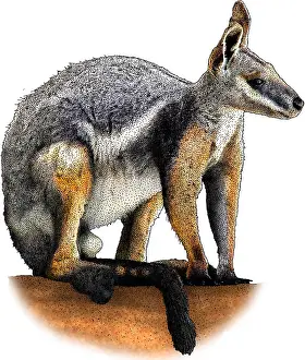 Rock Prints: Yellow Footed Rock Wallaby