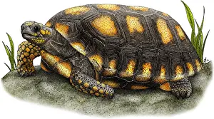 Tortoises Prints: Yellow-footed Tortoise