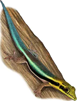 Headed Prints: Yellow Headed Gecko