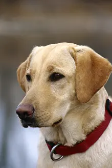 Closeup Prints: Yellow Labrador Retriever