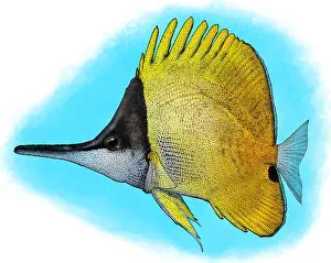 November Prints: Yellow Longnose Butterflyfish