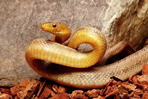 Rats Prints: Yellow Rat snake in defensive posture