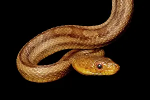 Rats Prints: Yellow Rat snake portrait