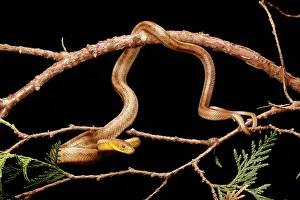 Rats Prints: Yellow Rat Snake in tree branch