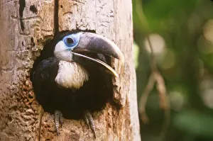 Tree Prints: Yellow-ridged Toucan