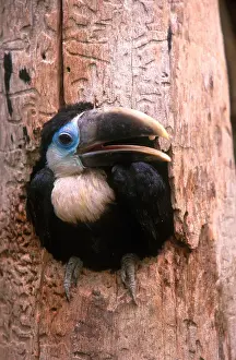 Tree Prints: Yellow-ridged Toucan