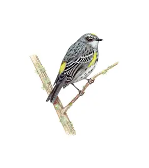 Mexican Prints: Yellow-rumped Warbler