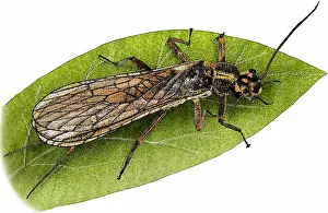 Flies Prints: Yellow Sally Stonefly