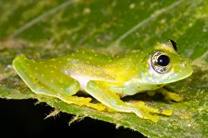 Central Prints: Yellow Spot Glass Frog
