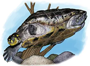 Spotted Prints: Yellow spotted river turtle