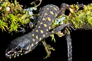 Nocturnal Prints: Yellow Spotted Tropical Night Lizard