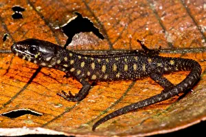 Spotted Prints: Yellow Spotted Tropical Night Lizard