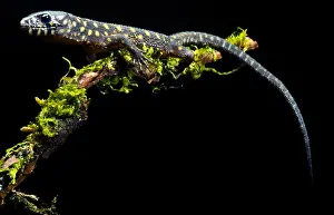 Spotted Prints: Yellow Spotted Tropical Night Lizard