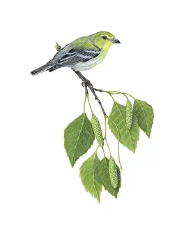 Branches Prints: Yellow-throated Vireo (Vireo flavifrons)