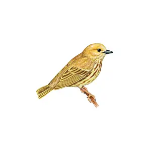 Perching Prints: Yellow Warbler