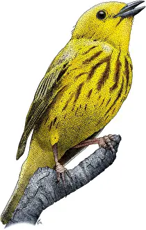Songbird Prints: Yellow Warbler