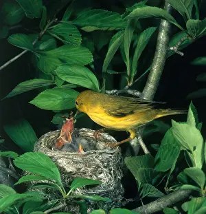 Warbler Prints: Yellow Warbler Feeding Nestlings
